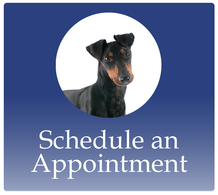 Schedule an Appointment